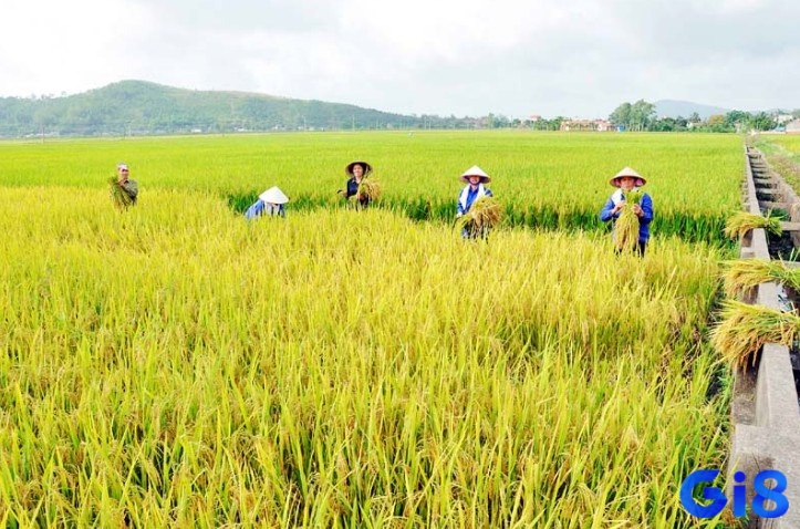 Mơ thấy đồng lúa chín báo hiệu cơ hội tốt sắp đến