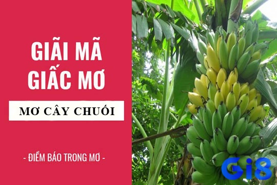 Nếu bạn mơ thấy cây chuối với nhiều nải chuối trên đó thì đó là điềm báo gì? Mơ thấy nải chuối đánh đề con gì? 