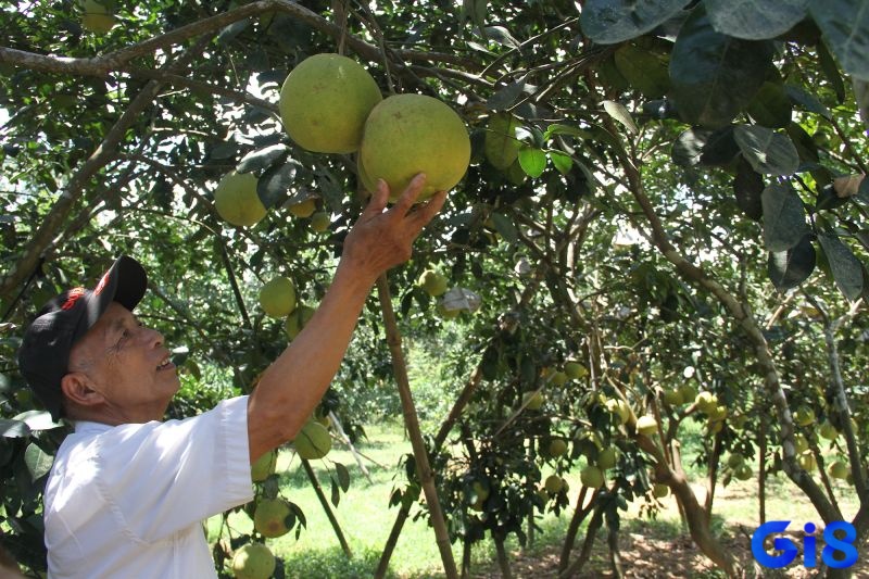 Nằm mơ thấy hái bưởi cho thấy bạn có nhiều cơ hội phát triển trong công việc