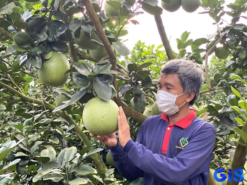 Ngủ mơ thấy đang cầm bưởi trên tay báo hiệu rằng cơ hội may mắn đang đến gần