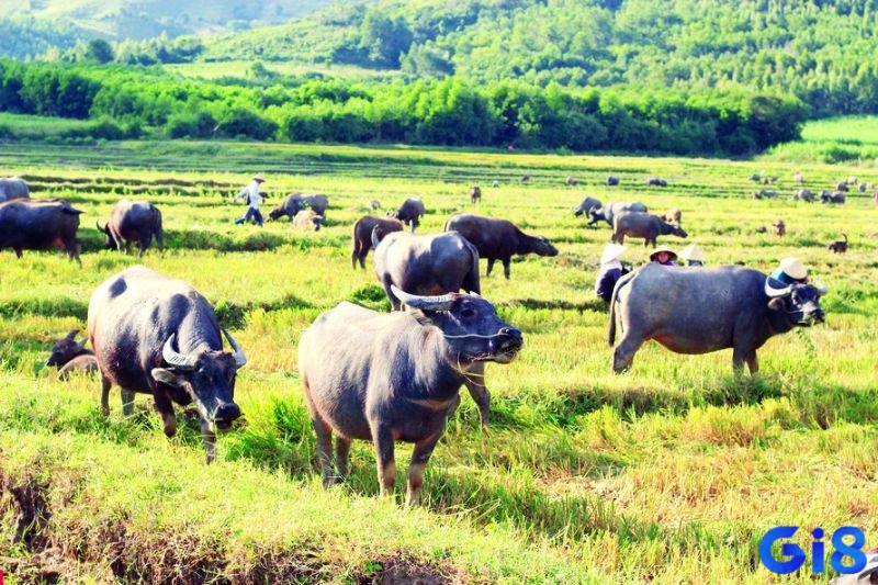 Mơ thấy nhiều trâu đi theo đàn là dấu hiệu cho thấy bạn đang đi đúng hướng và có thể thành công