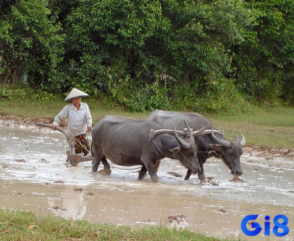 Mơ nhiều trâu cày trên ruộng là một điềm báo về sự kiên trì và chăm chỉ trong công việc