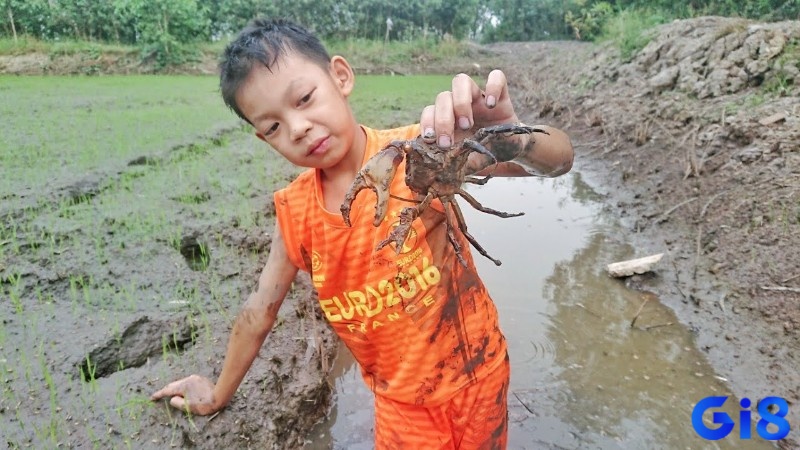 Mơ thấy bắt cua có thể là một tín hiệu tốt về sự thăng tiến trong công việc