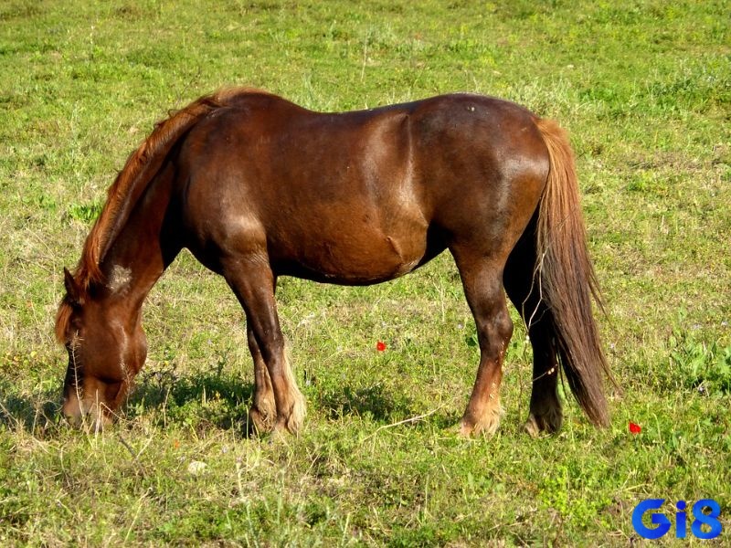 Chiêm bao thấy ngựa đang ăn cỏ mang lại điềm báo vui vẻ cho đề thủ